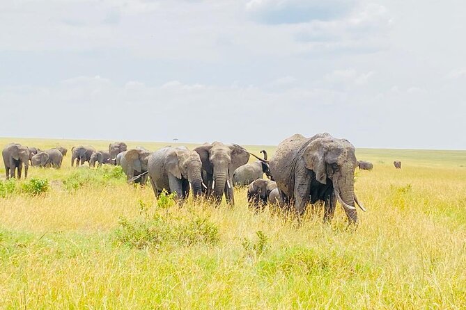 4-Day 3-Night Masai Mara and Nakuru National Park Guided Safari - Additional Details and Considerations