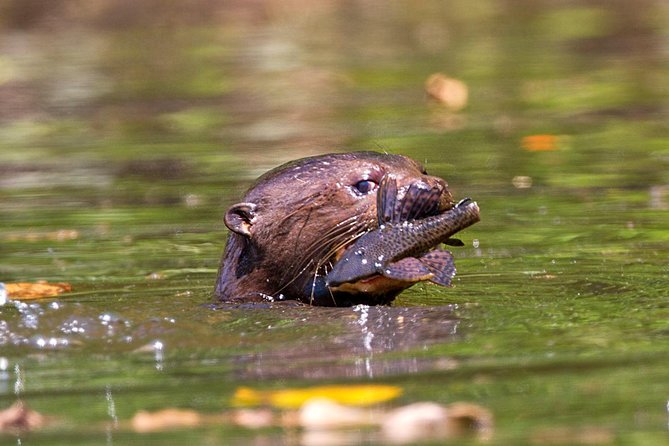 4-Day Adventure Through the Manu National Park  - Cusco - Overview of Manu National Park