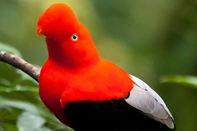 4-Day Adventure Through the Manu National Park  - Cusco - Experience the Amazon Rainforest