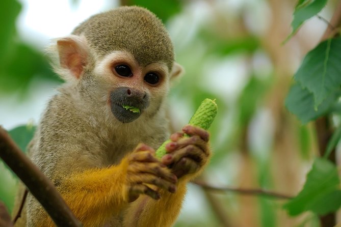 4-Day Adventure Through the Manu National Park  - Cusco - The Sum Up