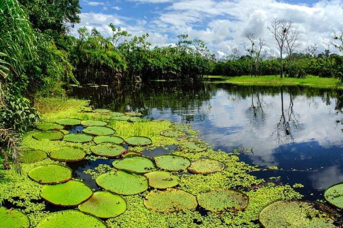4-Day Amazon Jungle Tour From Iquitos - Itinerary Highlights