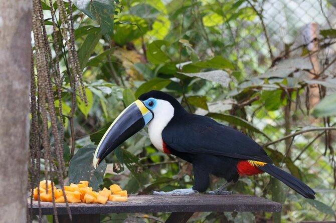 4-Day Amazon Jungle Tour From Iquitos - Pre-Tour Requirements