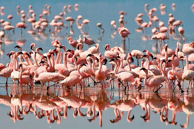 4 Day: Astonishing Group Safari - Whats Included in the Package