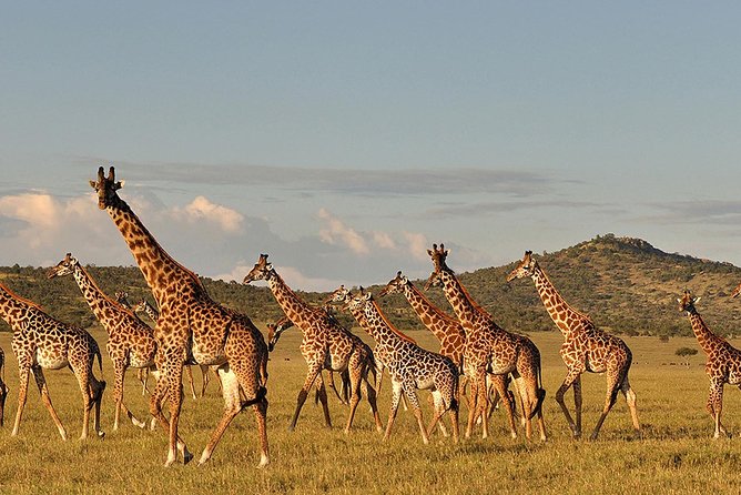 4 Day: Astonishing Group Safari - Frequently Asked Questions