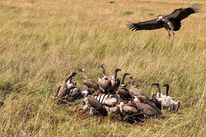 4-Day Best Maasai Mara & Lake Nakuru Safari (ECONOMY) - Pricing and Booking