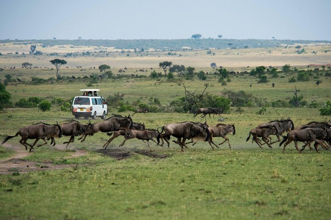 4-Day Best Maasai Mara & Lake Nakuru Safari (ECONOMY) - Meeting Point Details