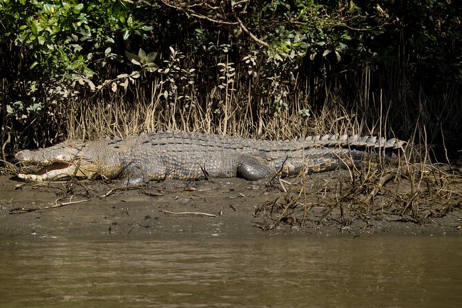4-Day Cairns With Great Barrier Reef and Daintree Rainforest - Reviews