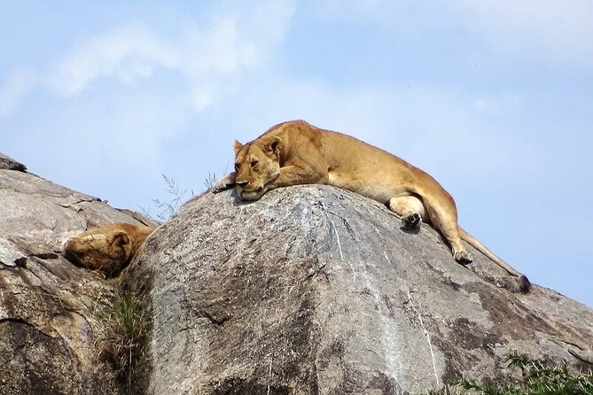 4-Day Camping on the Big Five Private Safari - Reviews and Rating Information