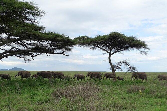 4-Day Camping on the Big Five Private Safari - Frequently Asked Questions