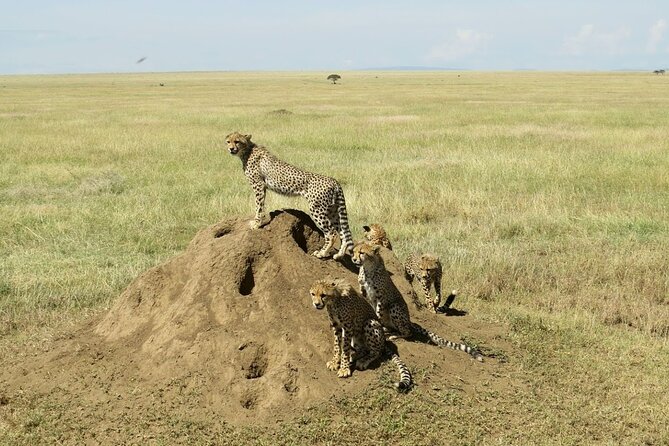 4-Day Camping on the Big Five Private Safari - The Sum Up