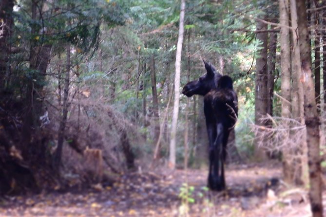 4-Day Canadian Camping Road Trip ("Moose On The Loose") - Trip Overview