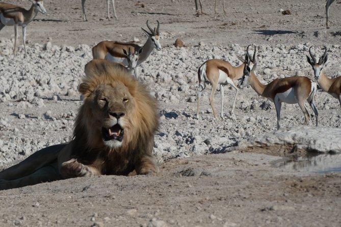 4 Day Desert & Bushmen Trail: Central Kalahari Game Reserve - WildCamping Safari - Good To Know