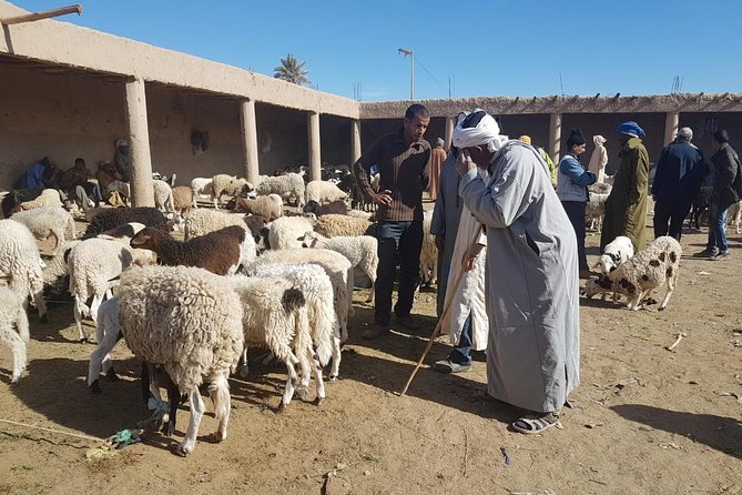 4-Day Desert Tour With 2-Nights Glamping Experience: the Best for Desert Lovers - Transportation and Pickup