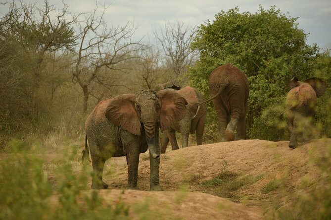 4-Day Diani to Tsavo West, Amboseli &Tsavo East - Day 1: Diani Beach to Tsavo West