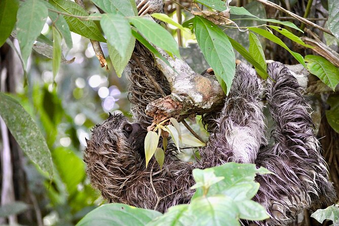4-Day Excursion to Ecuador's Cuyabeno Wildlife Reserve (Feb ) - Itinerary Highlights