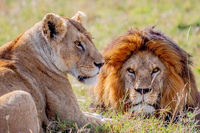 4-Day Fly From Zanzibar to Selous National Park - Transportation Details