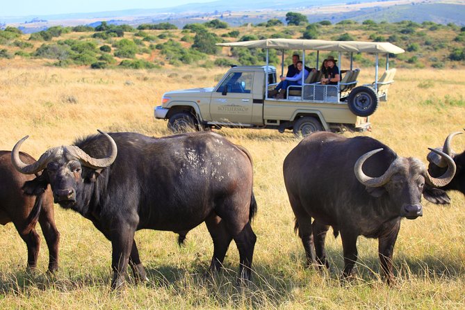 4 Day Garden Route Meander Safari Tour With Private Transfers - What To Expect