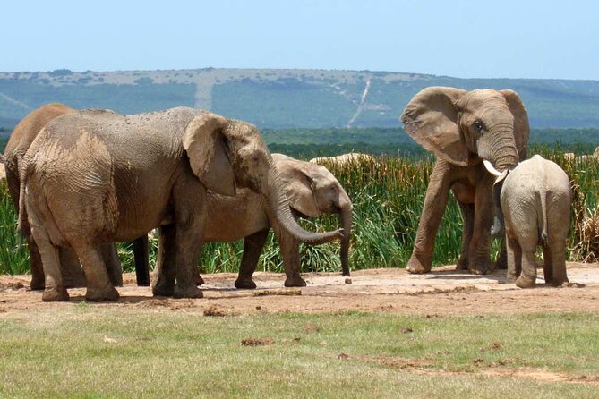 4-Day Garden Route Private Tour From Cape Town to Addo Safari - Itinerary Highlights