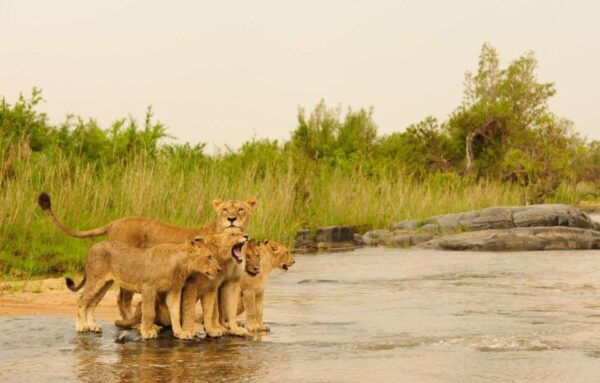 4 Day Garden Route Tour From Cape Town + Addo National Park - The Sum Up