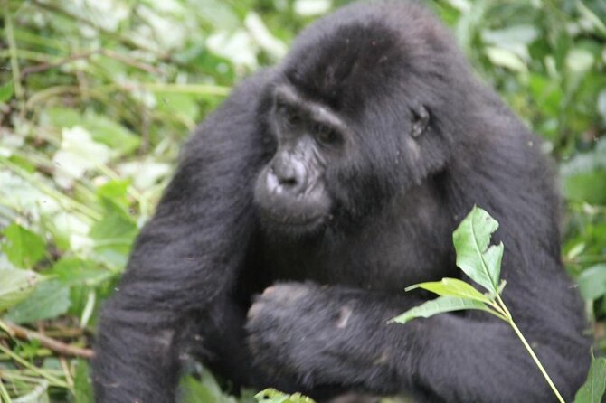 4 Day Golden Monkeys Bwindi Gorillas Wildlife and Chimps Trek - Good To Know
