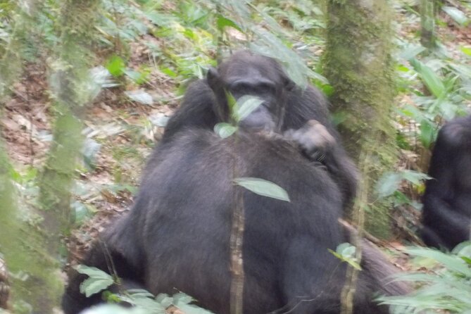 4 Day Golden Monkeys Bwindi Gorillas Wildlife and Chimps Trek - Transportation Logistics
