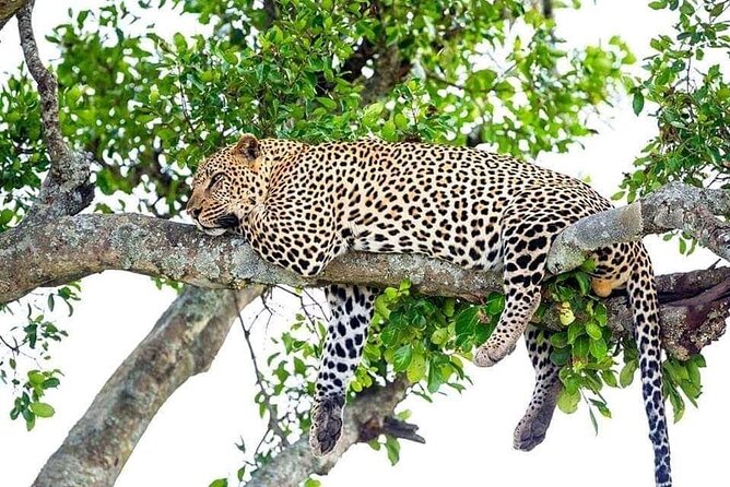 4 Day Golden Monkeys Bwindi Gorillas Wildlife and Chimps Trek - Activity Highlights