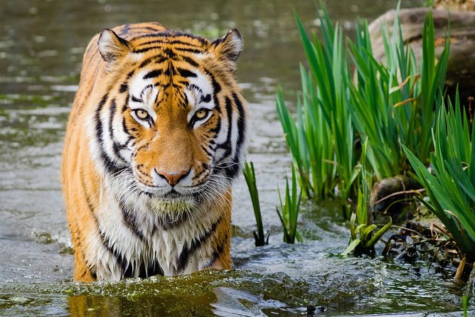 4 Day Golden Triangle With Ranthambore Tiger Safari Tour From Delhi - Tour Itinerary Highlights