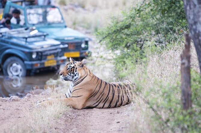 4 Day Golden Triangle With Ranthambore Tiger Safari Tour From Delhi - Accommodation and Dining Details
