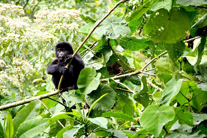 4 Day Gorilla Tracking Uganda - Cancellation Policy