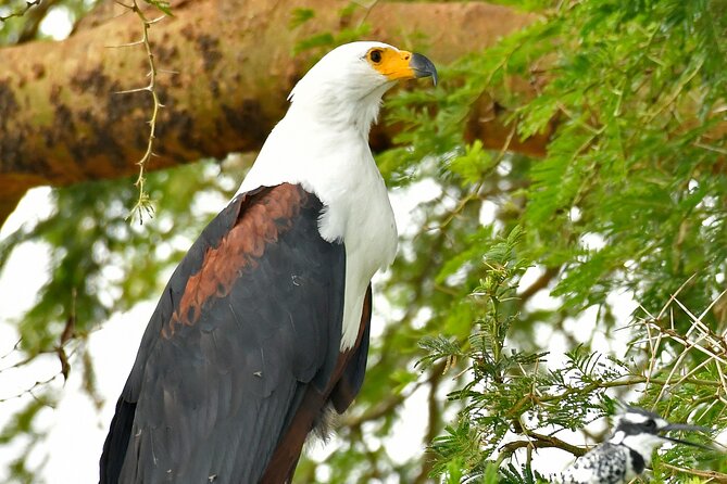 4 Day Gorilla Trekking and Queen Elizabeth National Park - Inclusions and Exclusions