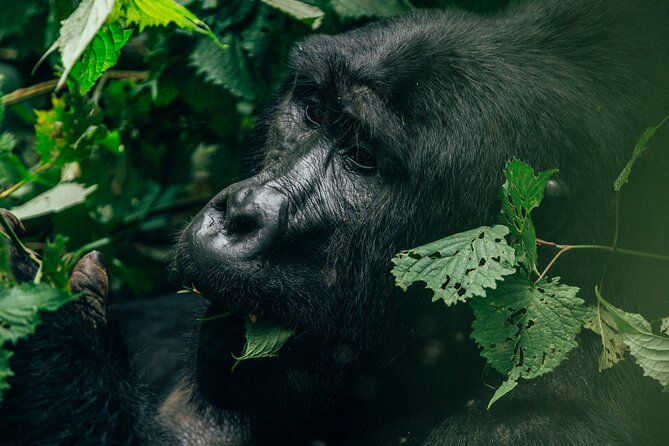 4 Day Gorilla Trekking and Queen Elizabeth National Park - Important Considerations
