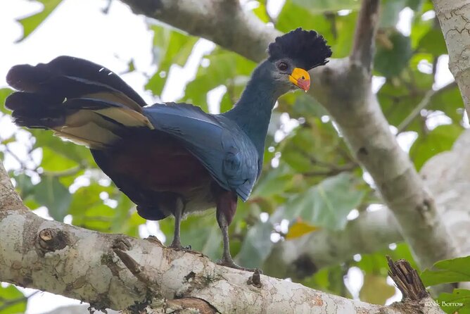 4 Day Gorilla Trekking in Uganda - Reviews and Ratings