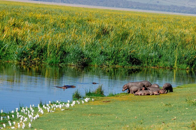 4-Day Group Joining Safari in Tanzania | Shared Safari - Itinerary Highlights