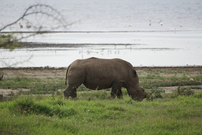 4-Day Group Safari to Maasai Mara & Lake Nakuru- 4 X 4 Jeep - Good To Know