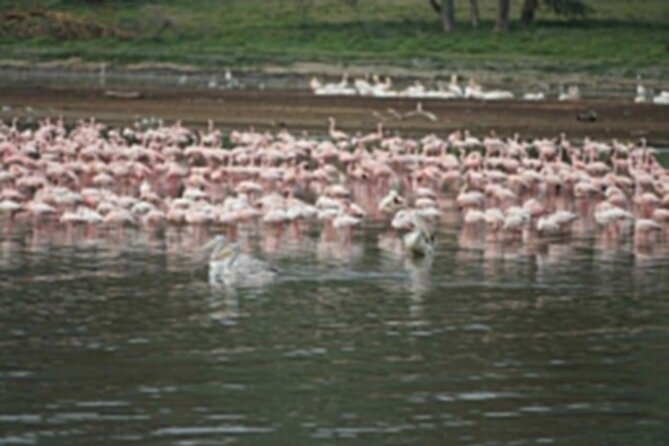 4-Day Group Safari to Maasai Mara & Lake Nakuru- 4 X 4 Jeep - Gratuities and Exclusions