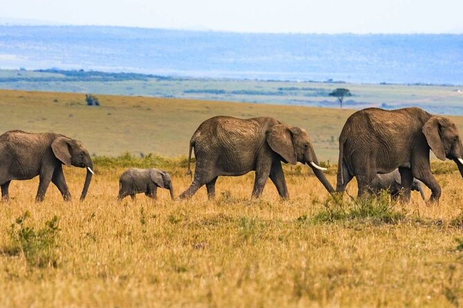 4 Day Group Safari to Masaai Mara and Lake Nakuru National Park - The Sum Up