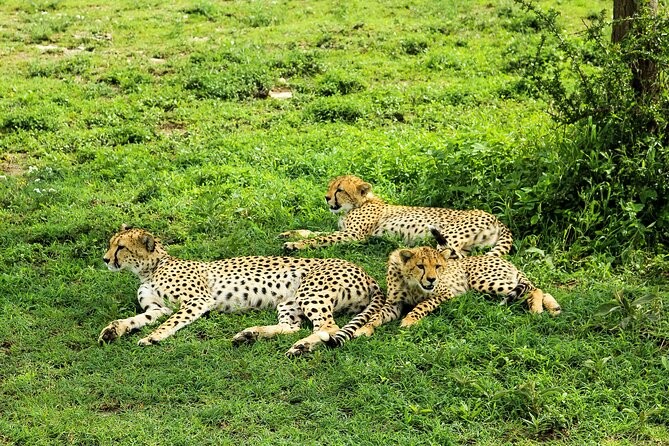 4-Day Group Safari to Tarangire, Serengeti & Ngorongoro Crater - Frequently Asked Questions