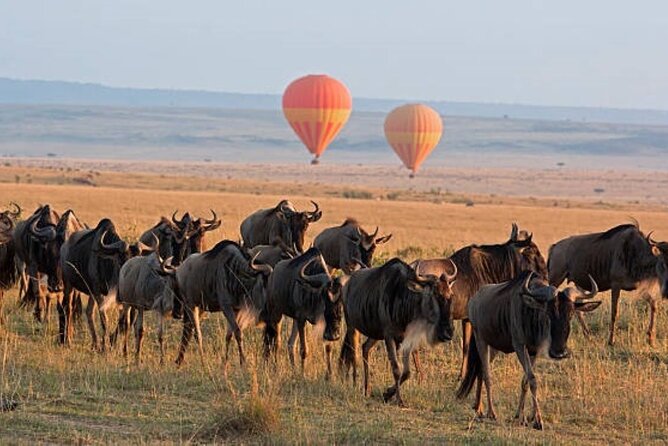 4 Day Group Tour to Maasai Mara and Lake Nakuru by a 4WD Cruiser - Customer Reviews and Testimonials