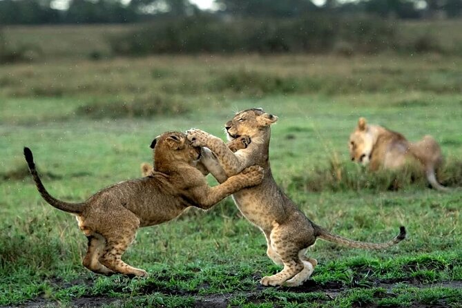 4 Day Group Tour to Maasai Mara and Lake Nakuru by a 4WD Cruiser - Frequently Asked Questions