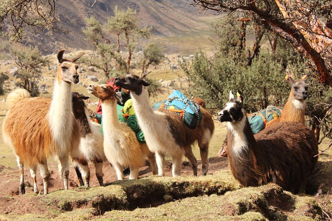 4-Day Group-Tour to Machu Picchu via Lares Valley With Meals - Cusco - How to Book