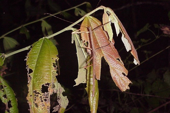 4-Day Jungle Experience in Taman Negara From Kuala Lumpur - Activities in Taman Negara