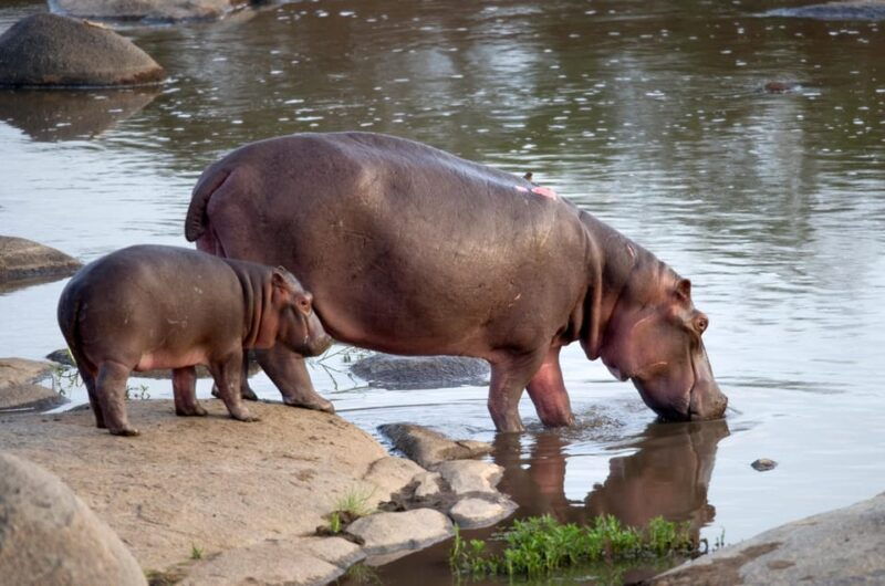 4 Day Kruger Katekani Big 5 Safari from Johannesburg - FAQs