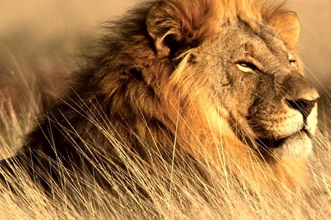 4 Day Kruger National Park and Panorama Route Safari - Booking and Pricing Details