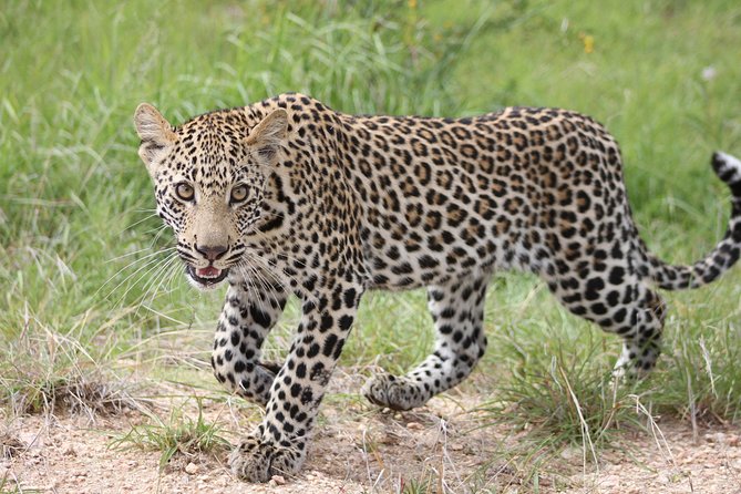 4 Day Kruger National Park Tour - Accommodations and Facilities