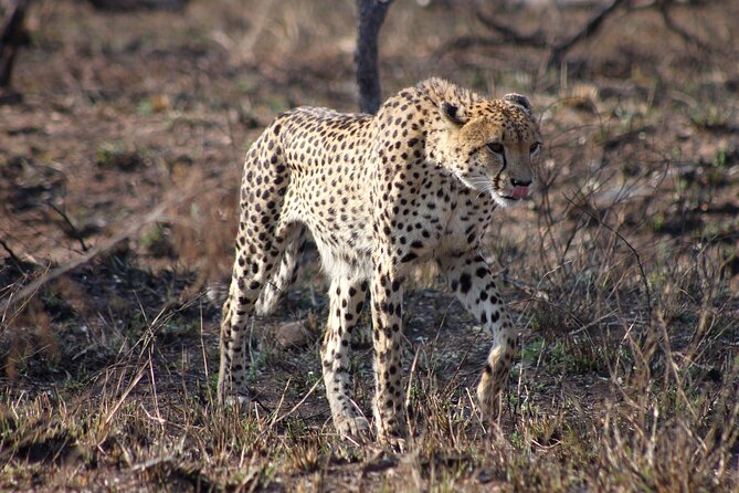 4 Day Kruger National Park Tour - Kruger National Park Safari Experience