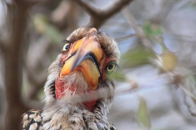 4 Day Kruger National Park Tour - Blyde River Canyon Boat Tour