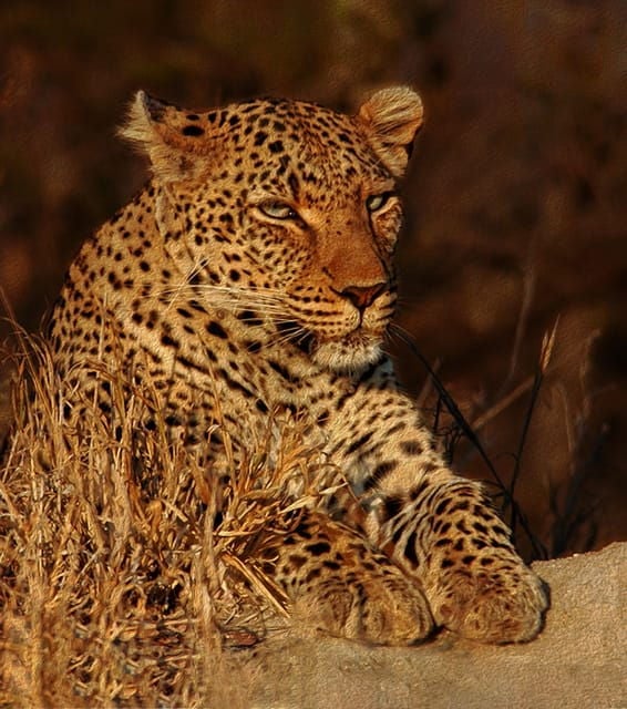 4-Day Kruger Tremisana or Masango Safari from Johannesburg - What to Pack & Practical Tips