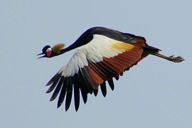 4 Day Lake Mburo Wildlife, Boat, and Cultural Safari - Boat Safari Details