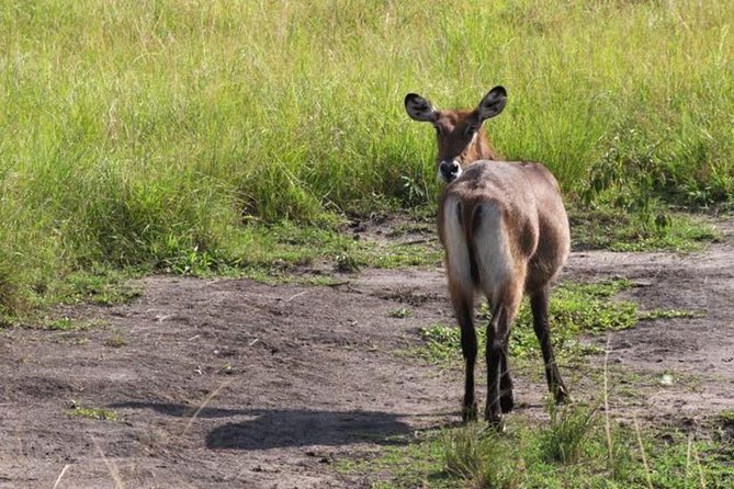 4 Day Lake Mburo Wildlife, Boat, and Cultural Safari - Accommodation and Meals
