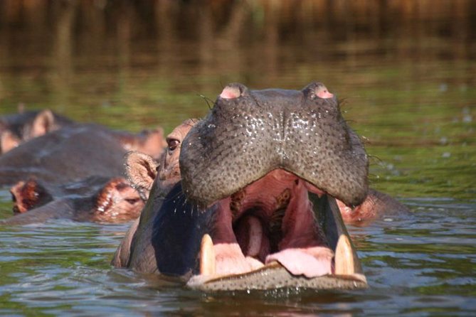 4 Day Lake Mburo Wildlife, Boat, and Cultural Safari - Pickup and Transportation